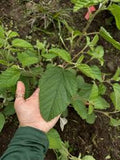 'Uhaloa Tea